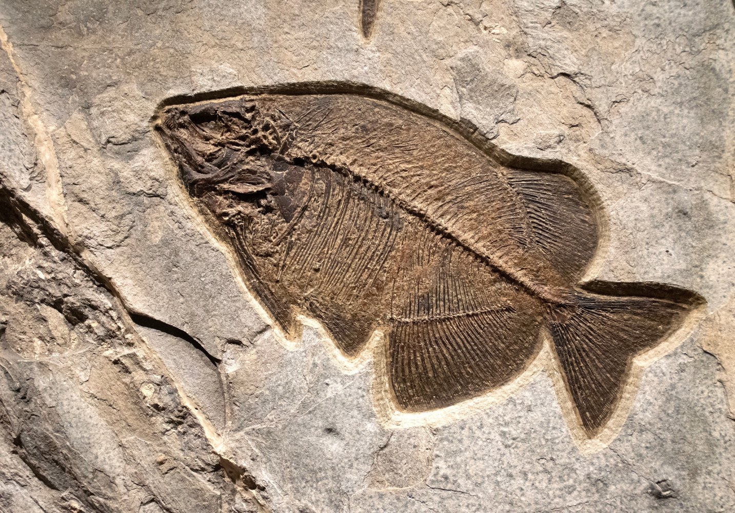 Fossil Fish Mural 9523am (SOLD)