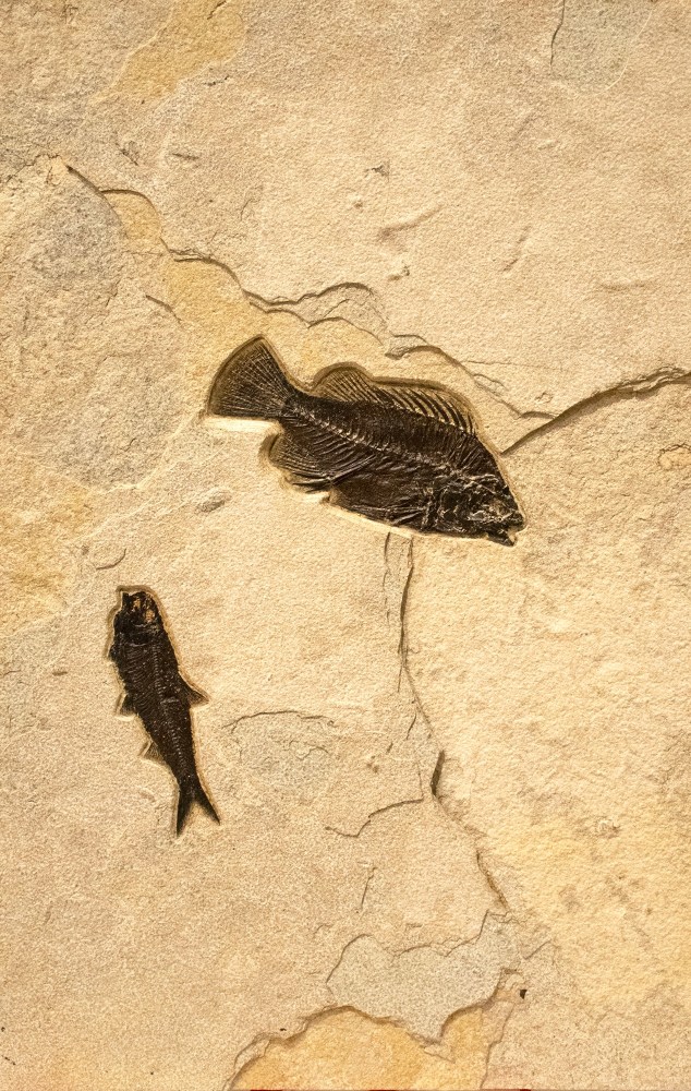 Fossil Fish Mural 4324ABC (SOLD)