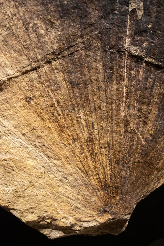 Fossil Palm Mural 9500am (SOLD)