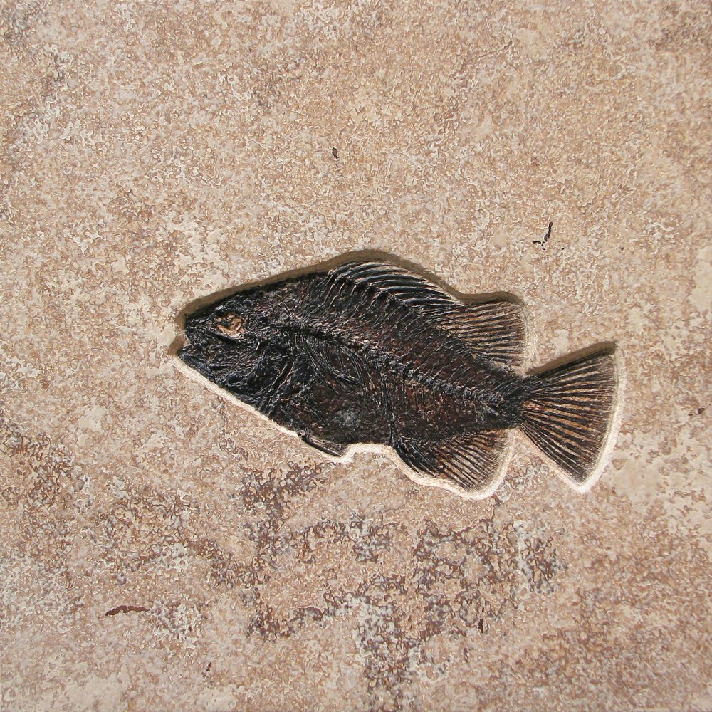 8&amp;quot; x 8&amp;quot; Combination Tile containing a Cockerellites liops