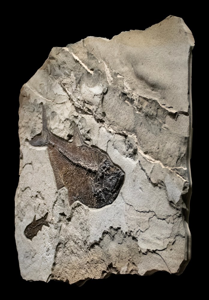 Fossil Fish Mural 6313am (SOLD)