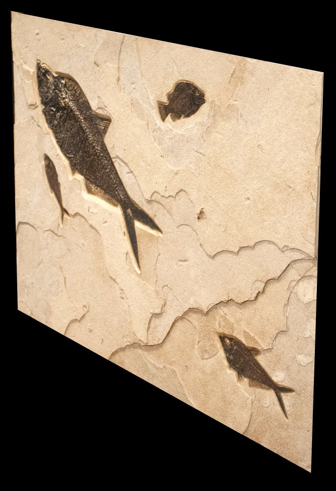 Fossil Fish Mural 6367am (SOLD)