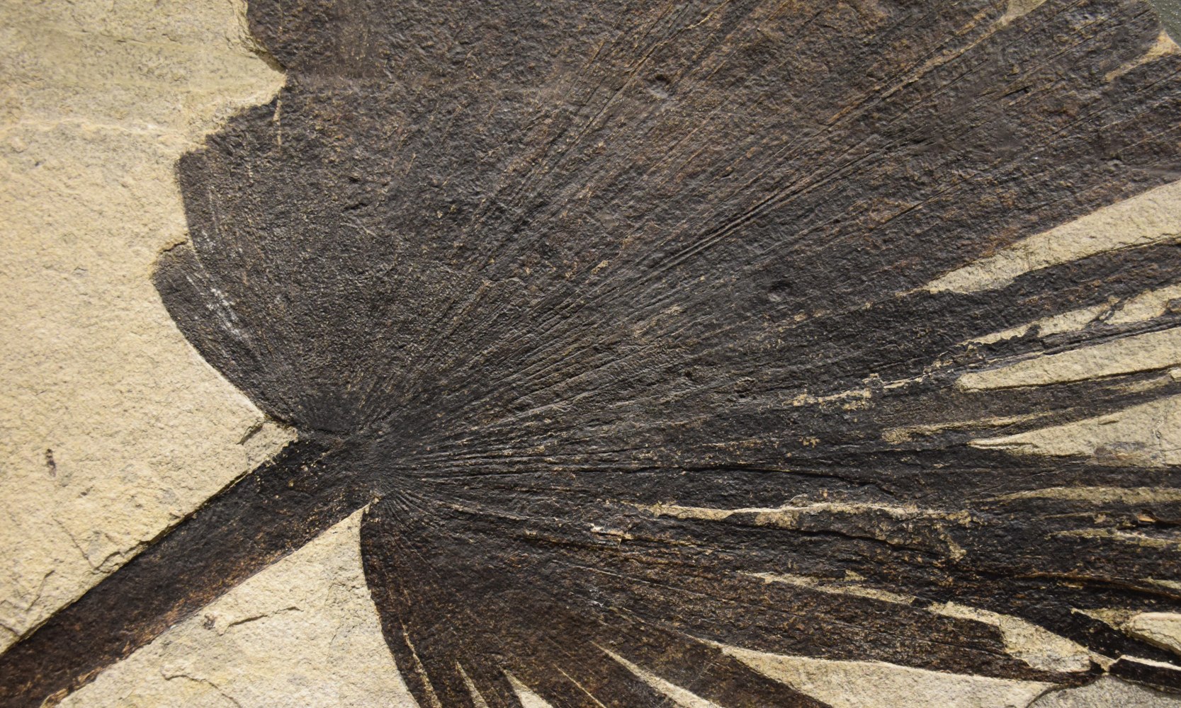 Fossil Plant and Fish Mural 2207am (SOLD)