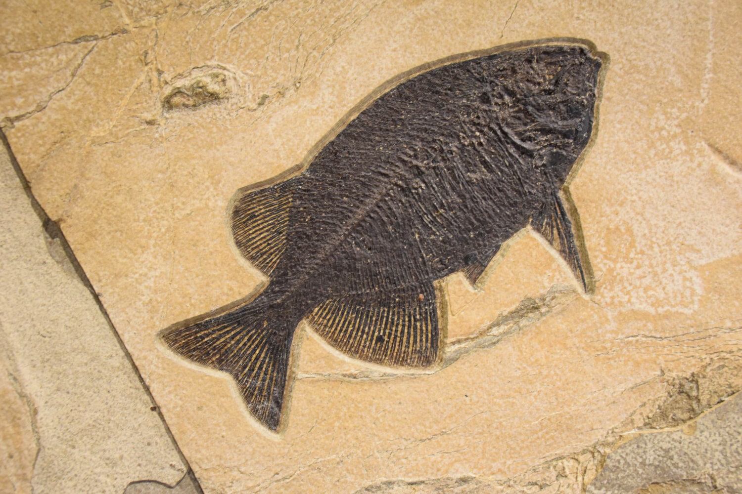 Fossil Fish Mural 5006cm