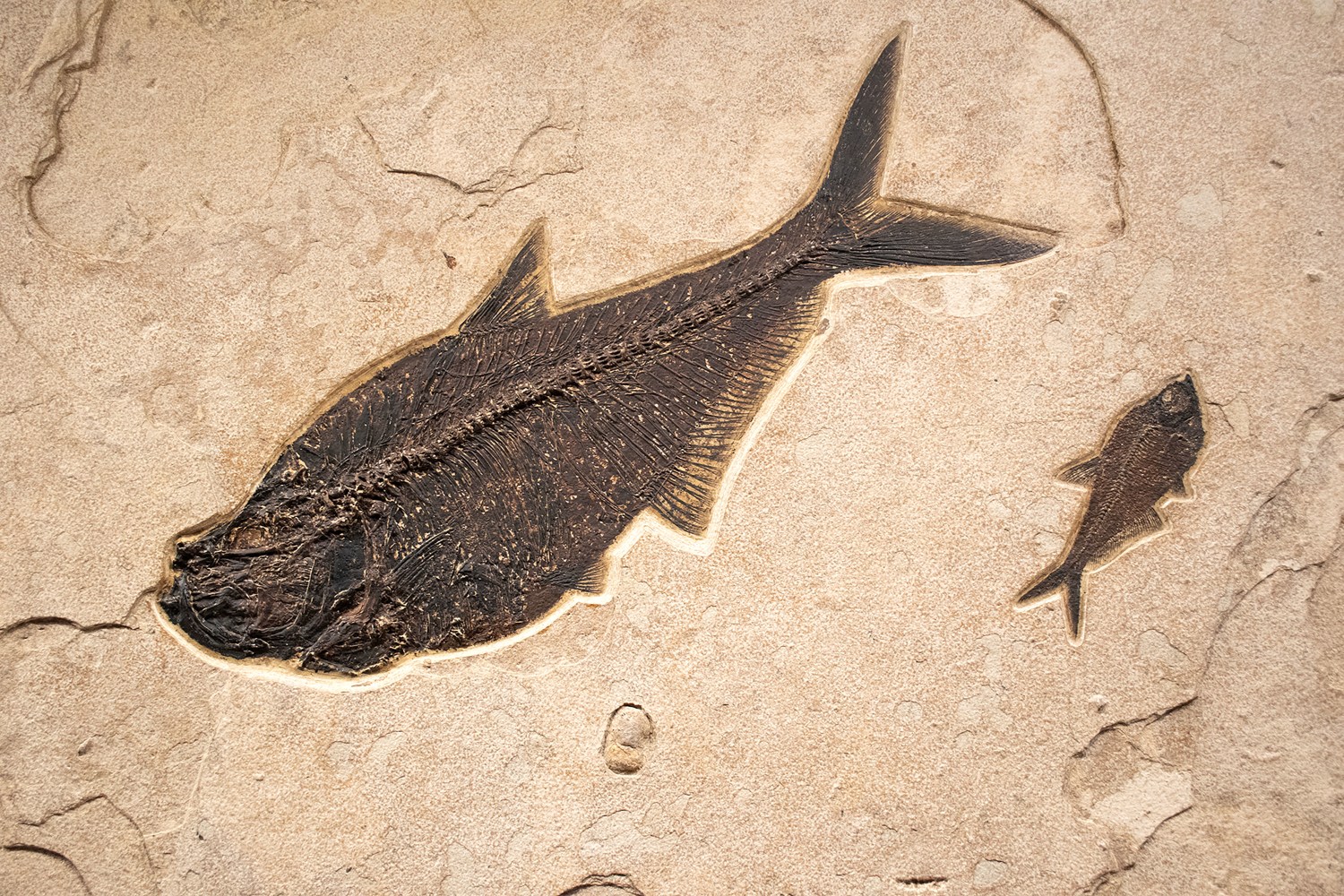 two Diplomystus dentatus