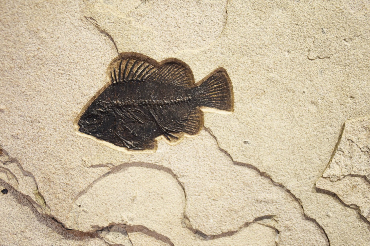 Fossil Fish Mural 8703am