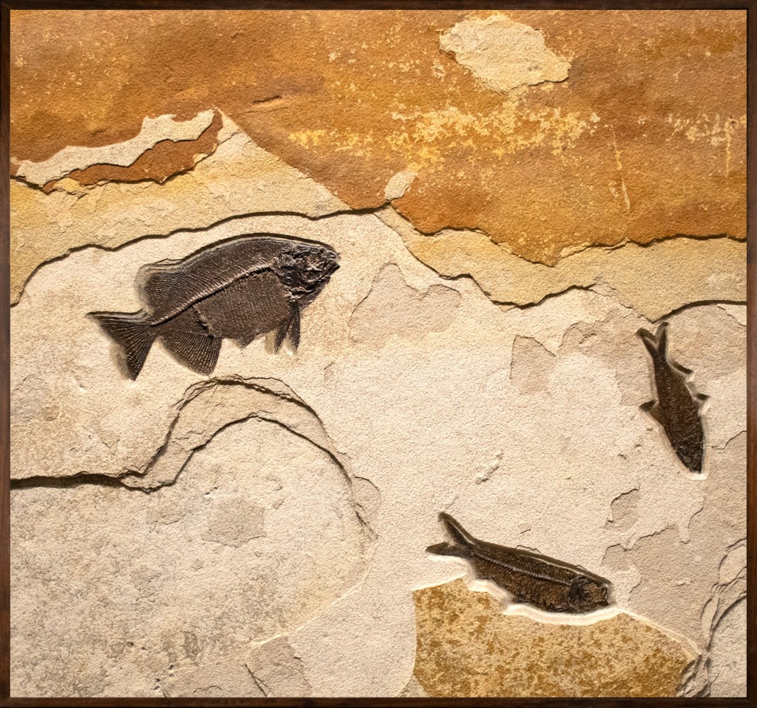Fossil Fish Mural 4740am(SOLD)
