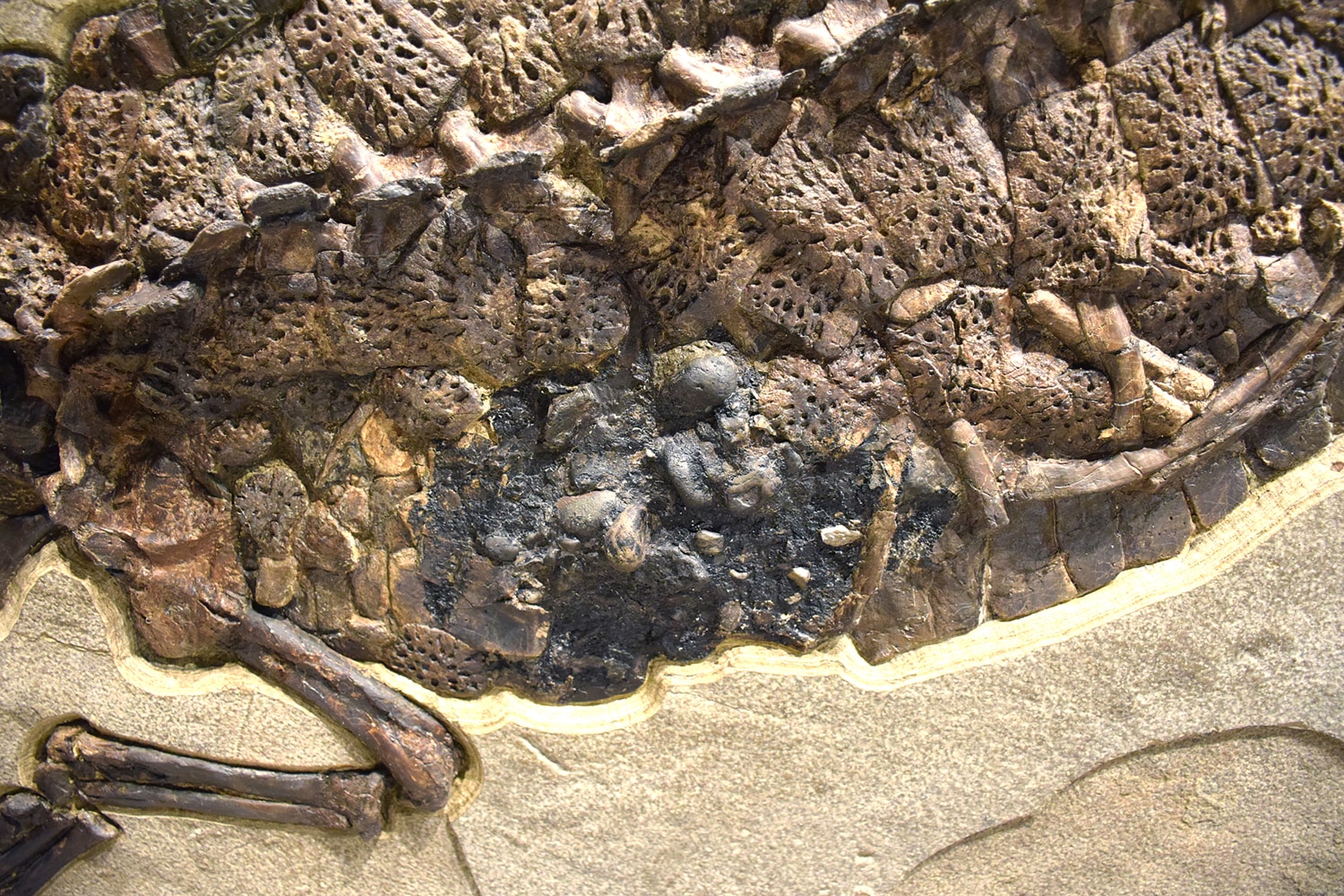 Fossil Crocodile Mural 8703gm