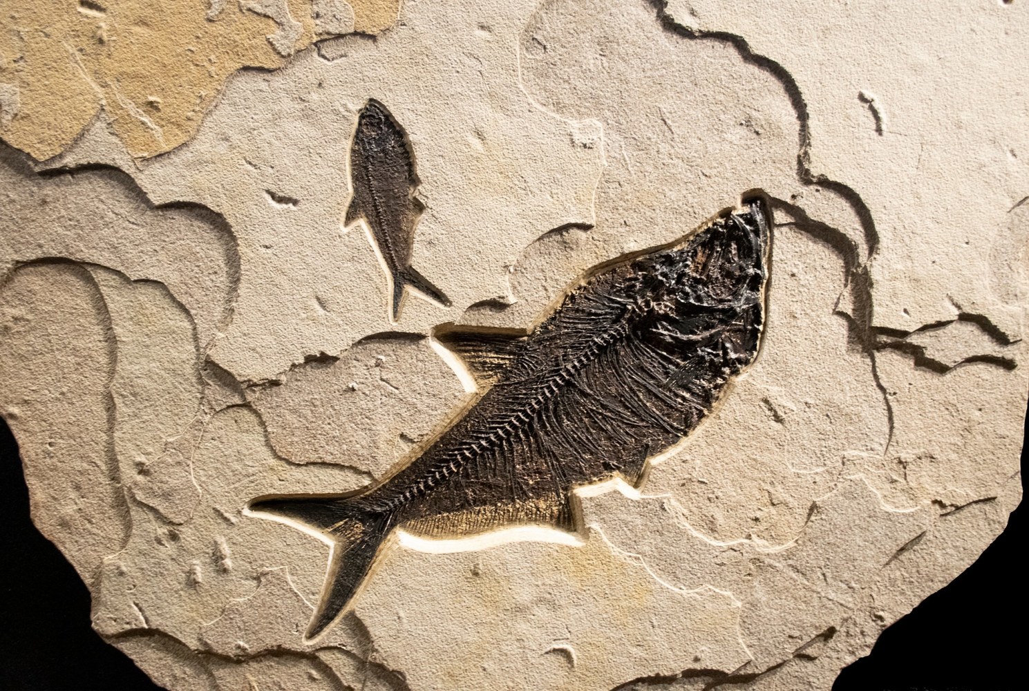 Fossil Fish Mural 2001cm (SOLD)