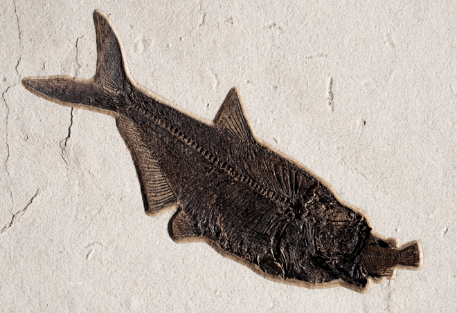 Fossil Fish Diplomystus dentatus

The Diplomystus is one of the truly classic specimens from the Green River Formation. It was a surface feeder as can be seen from its sharply upturned jaw. An extinct genus of freshwater clupeoid the fossil was first named and described by Edward Drinker Cope in 1877. They commonly preyed on small fish such as Knightia and Priscacara. Their length will normally range from 5&amp;quot; - 8&amp;rdquo; but are also common in sizes from 16&amp;quot; - 20&amp;quot;