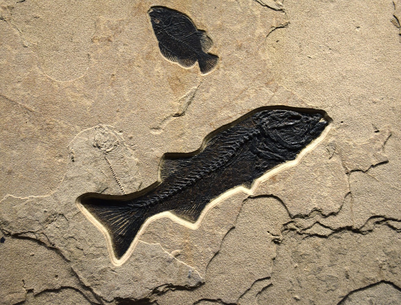 Mioplosus labracoides (large),&amp;nbsp;Cockerellites liops (small)