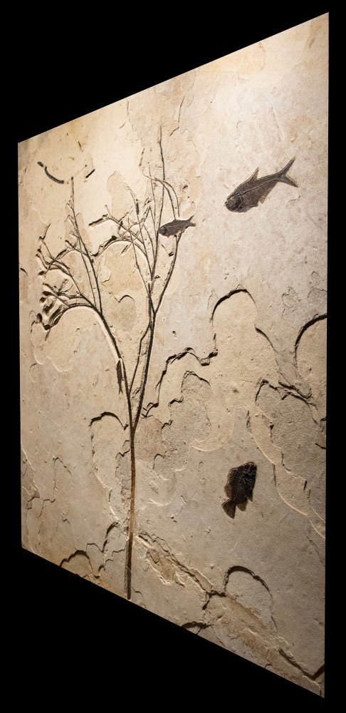 Fossil Fish and Plant Mural 1004cm (SOLD)