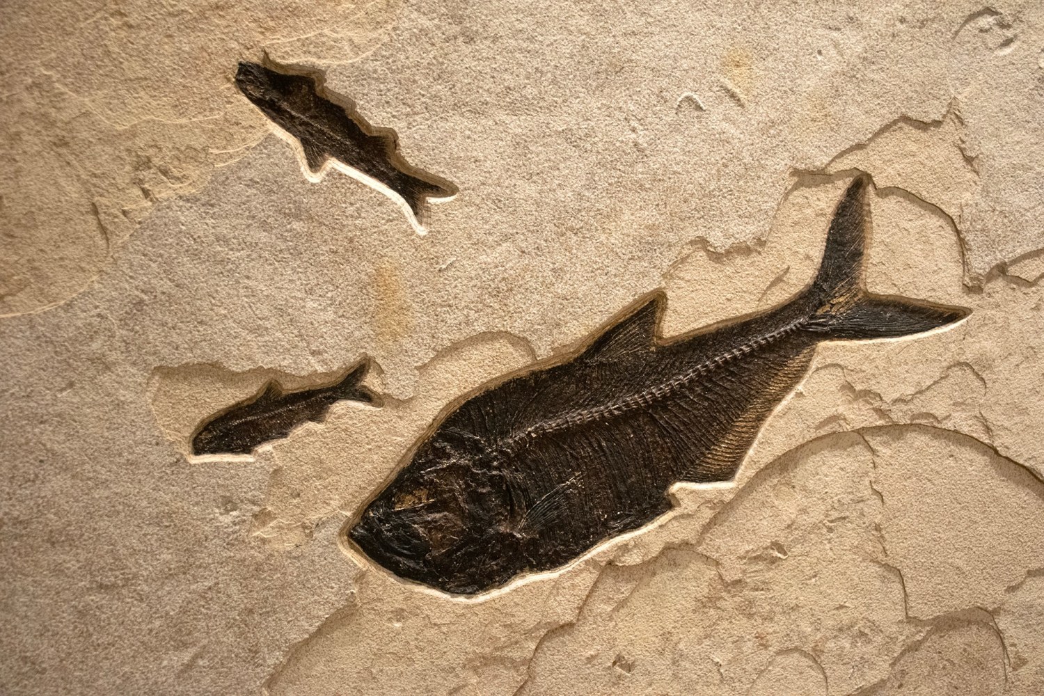 Fossil Fish Mural 2007cm (SOLD)
