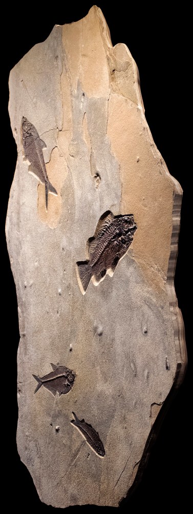 Fossil Mural 8007am (SOLD)