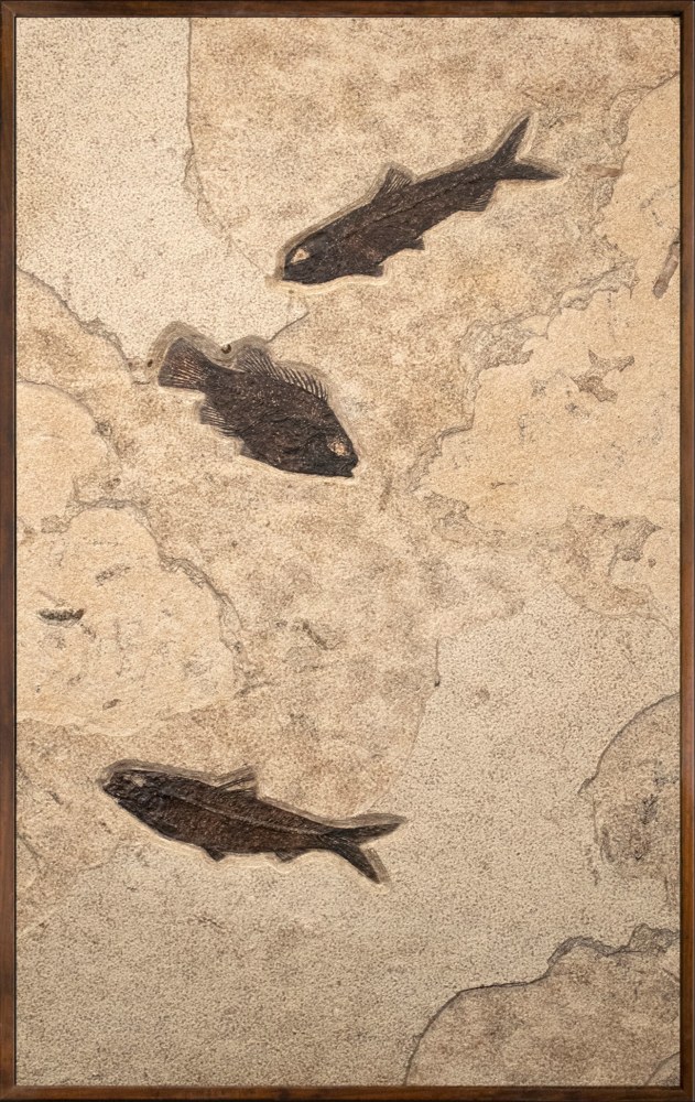 Fossil Fish Mural 1478mm (SOLD)