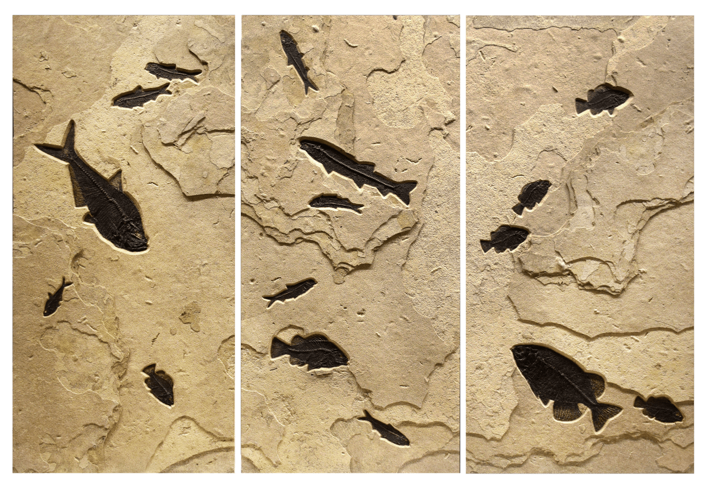 Fossil Fish Triptych 2005abc (SOLD)