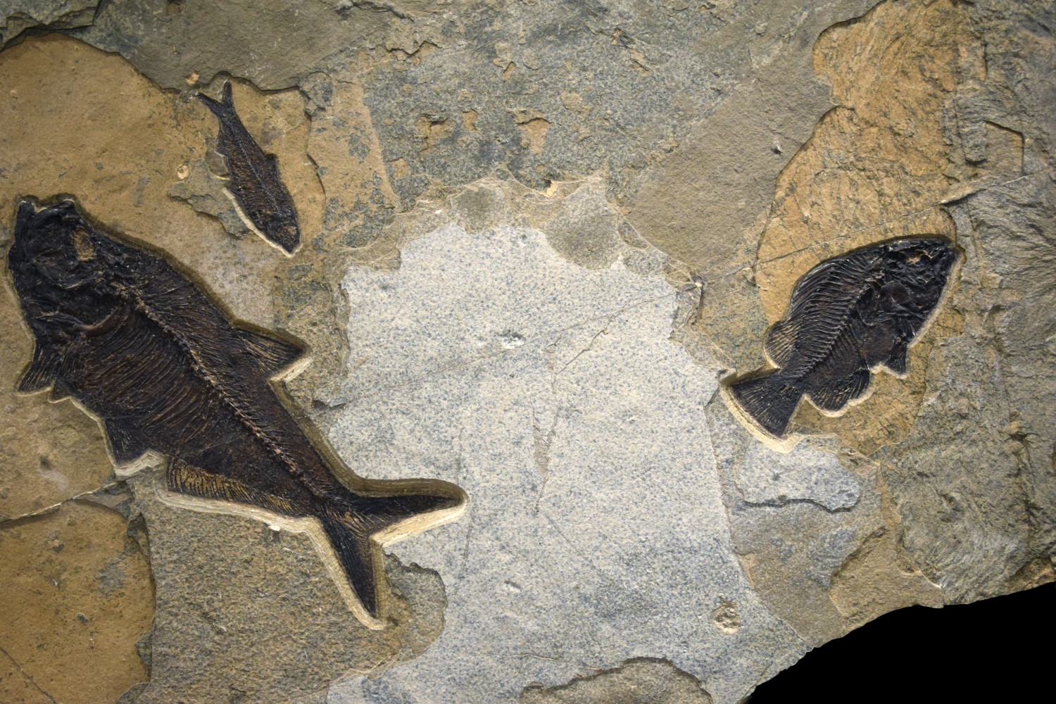 Fossil Fish Mural 7002Gm (SOLD)