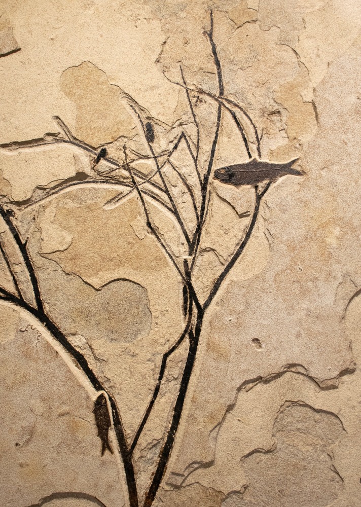 Fossil Fish and Plant Mural 1004cm (SOLD)