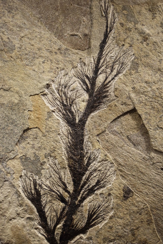 Fossil Palm Flower Mural 1001gm (SOLD) - A vertical Gallery-size fossil ...