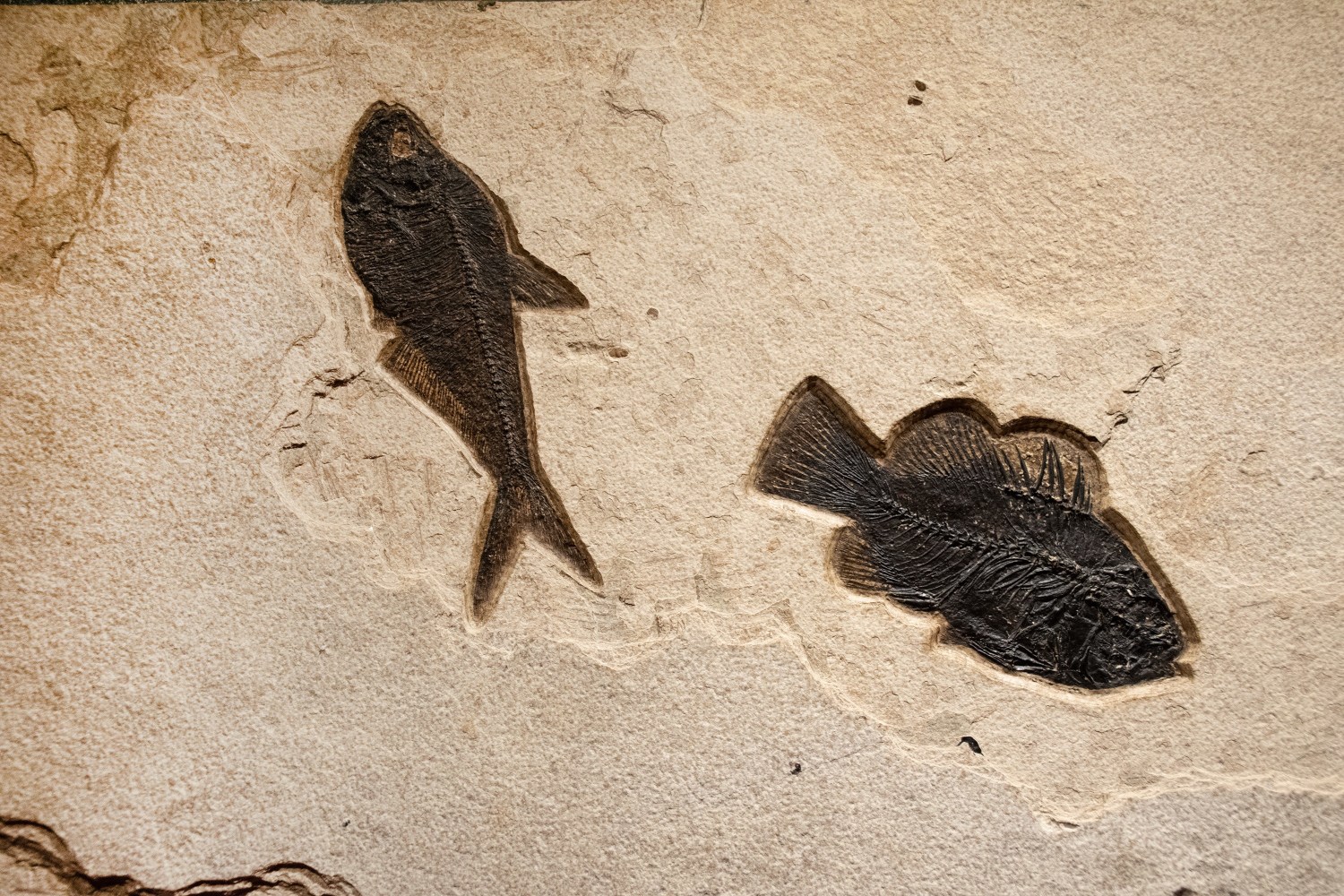Fossil Fish Mural 8706am (SOLD)