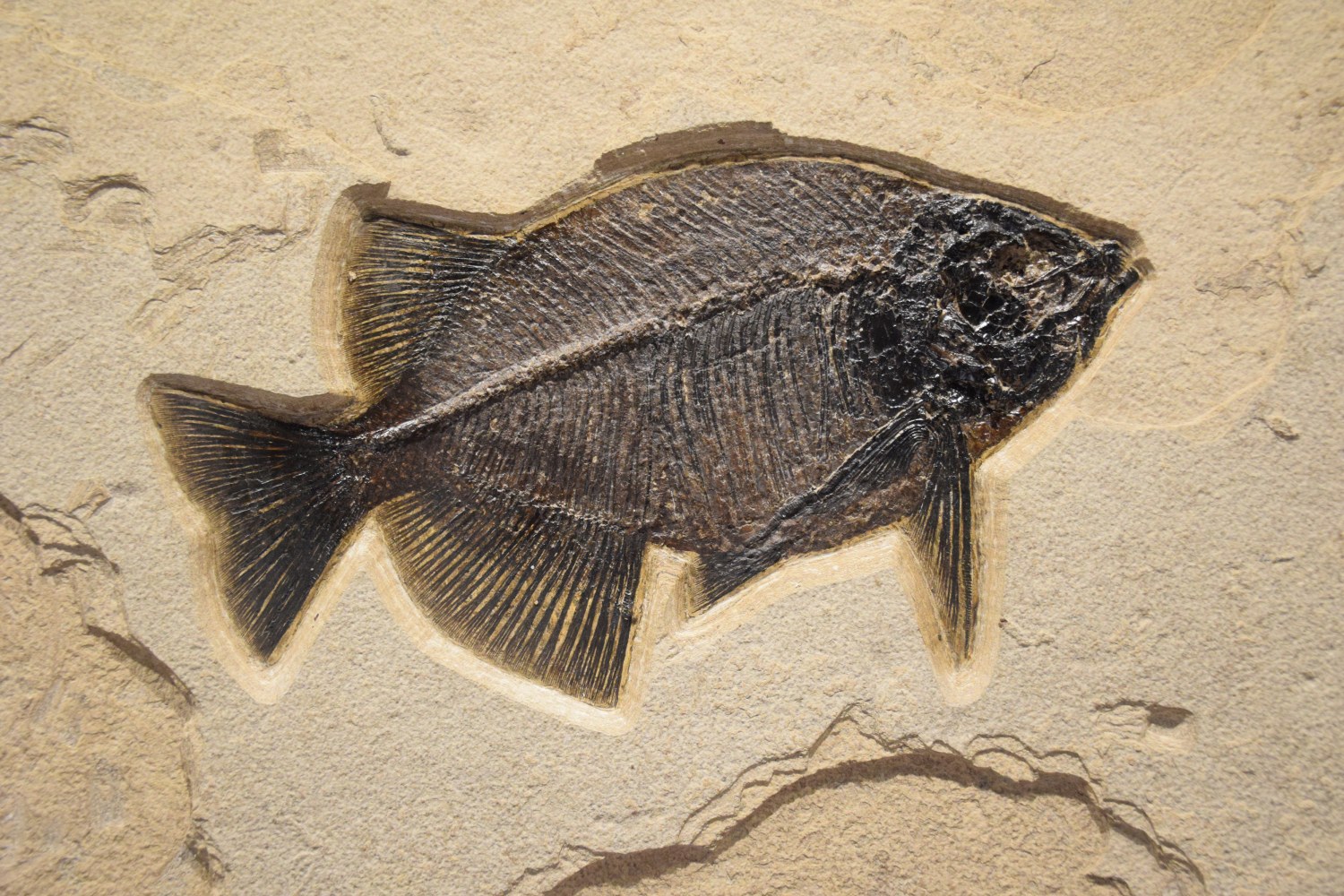 Detail view of the Phareodus testis.