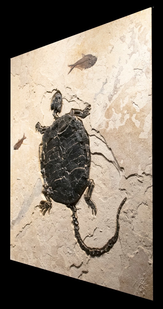 Fossil Turtle Mural 2011cm (SOLD)