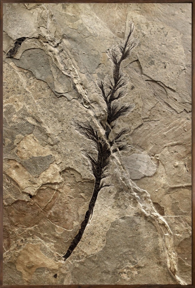 Fossil Palm Flower Mural 1001gm (SOLD) - A vertical Gallery-size fossil ...