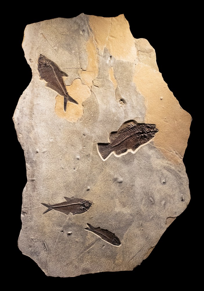 Fossil Mural 8007am (SOLD)