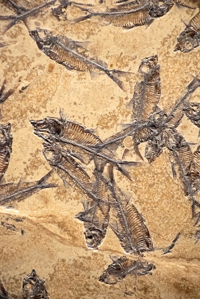 Fossil Fish Mural 7774am