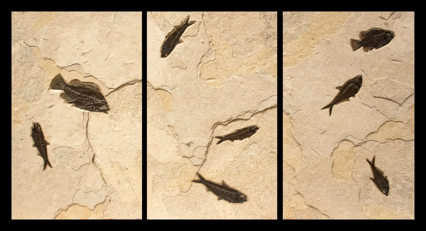 Fossil Fish Mural 4324ABC (SOLD)