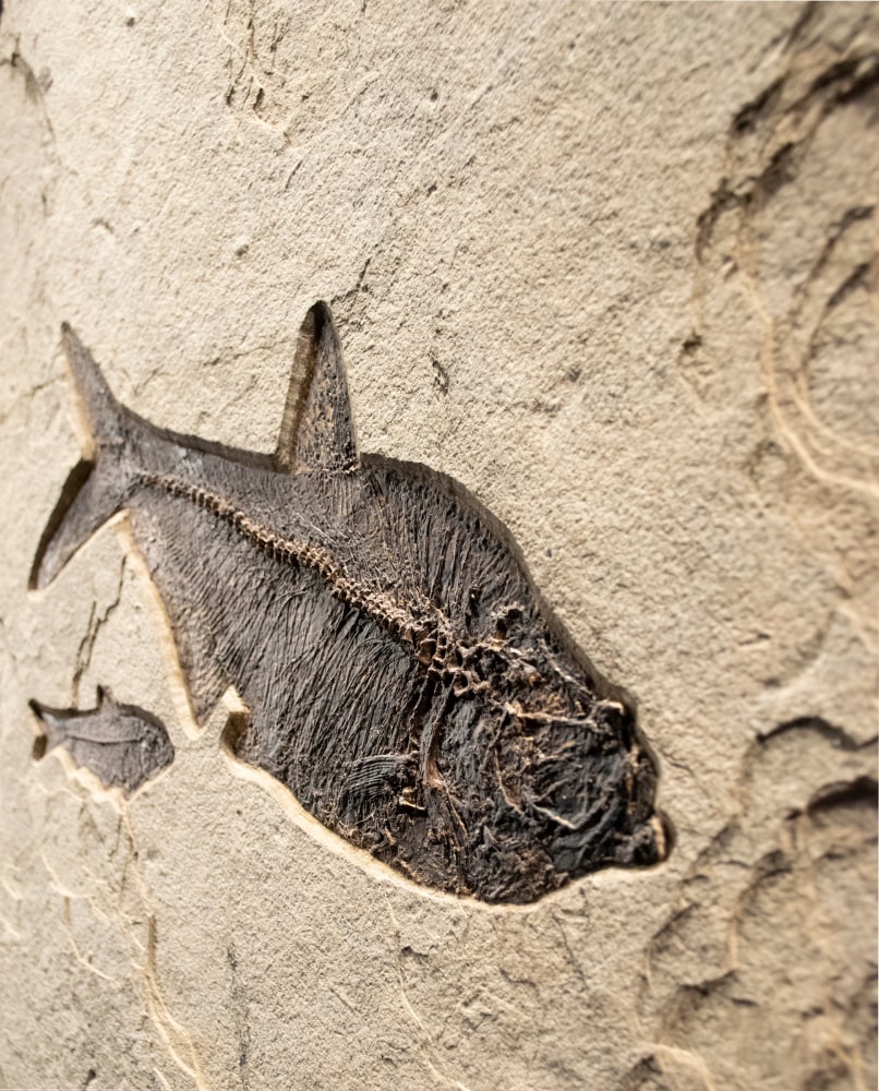 Fossil Mural 0004gm (SOLD)