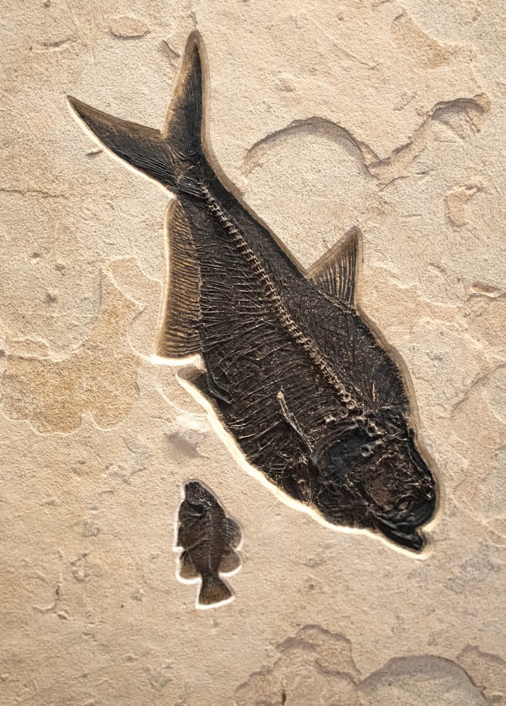 Fossil Fish Mural 8043gm (SOLD)