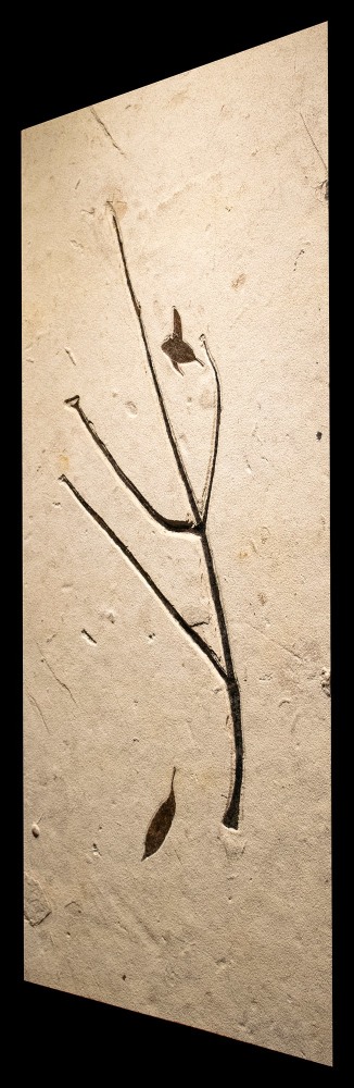 Fossil Plant Mural 9478am (SOLD)