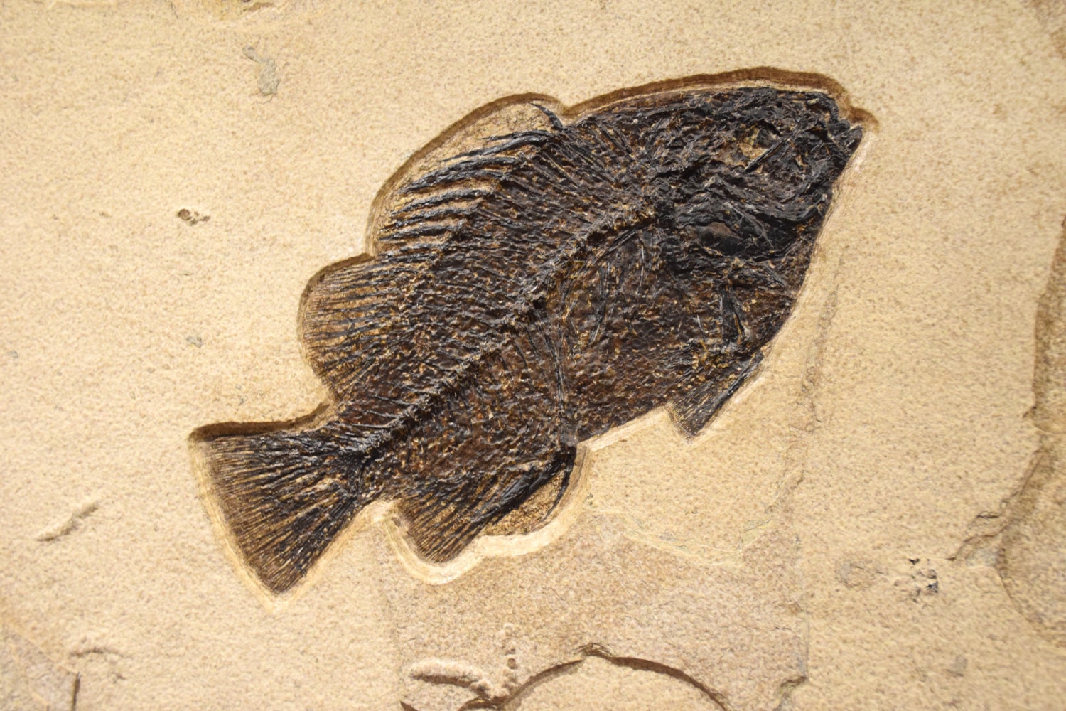 Fossil Fish Mural 7007am (sold)