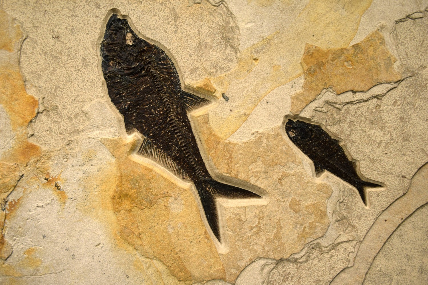 Detail View: 16-3/4&amp;quot; Diplomystus dentatus, 7-3/4&amp;quot; Knightia eocaena