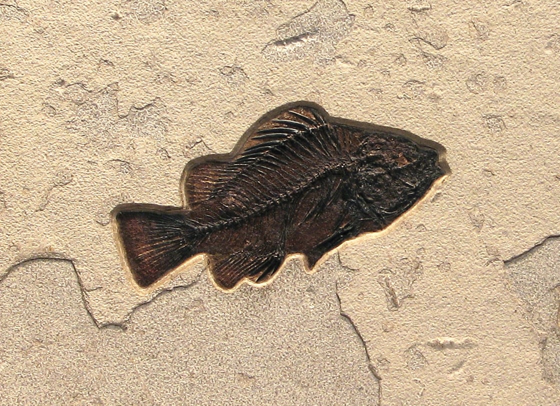 Fossil Fish in Stone Priscacara serrata

The Priscacara is the fossil depicted in the Green River Stone logo. They are quite popular with collections due to their pleasing oval shape and well-defined dorsal fin. Priscacara serrata were large and had rounded, crushing teeth suggesting they ate shrimp and crayfish, and other mollusks. Normally they measure 5&amp;quot;- 8&amp;rdquo; while the larger specimens have been found over 14&amp;rdquo;.