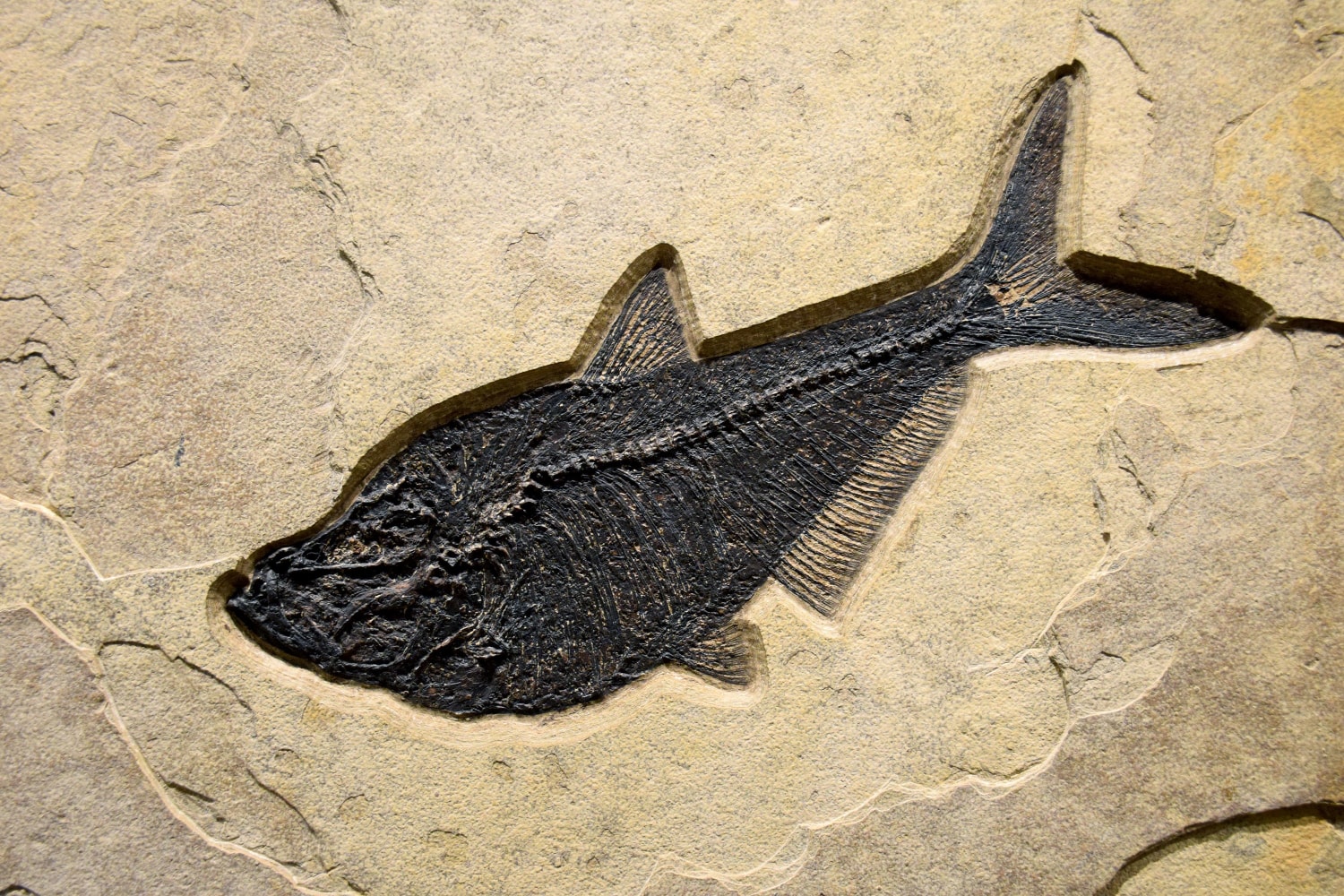 Diplomystus dentatus