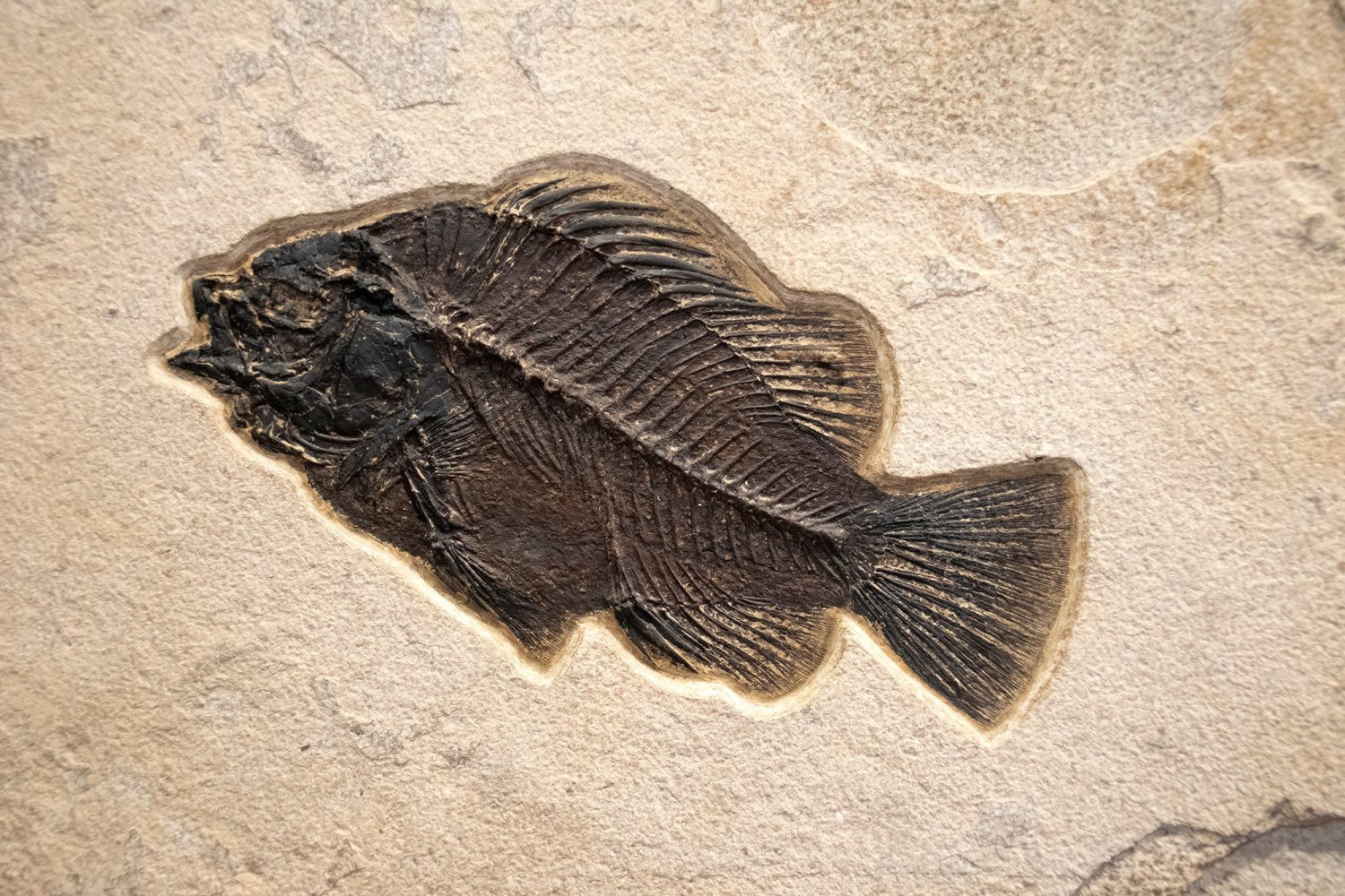 Fossil Fish Mural 8043gm (SOLD)