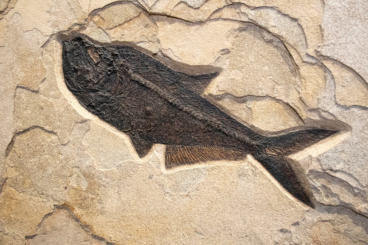 Fossil Mural 2433cm (SOLD) - An Irregularly shaped Collector-sized ...