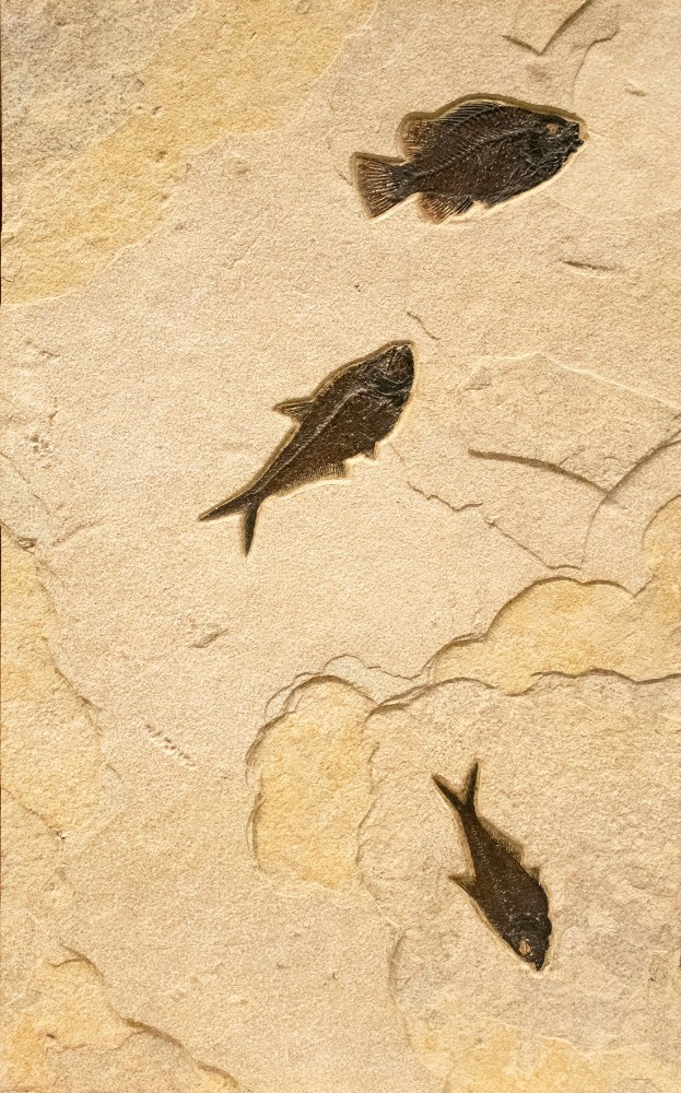 Fossil Fish Mural 4324ABC (SOLD)