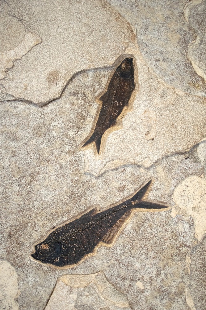 Fossil Mural 6750gm (SOLD)