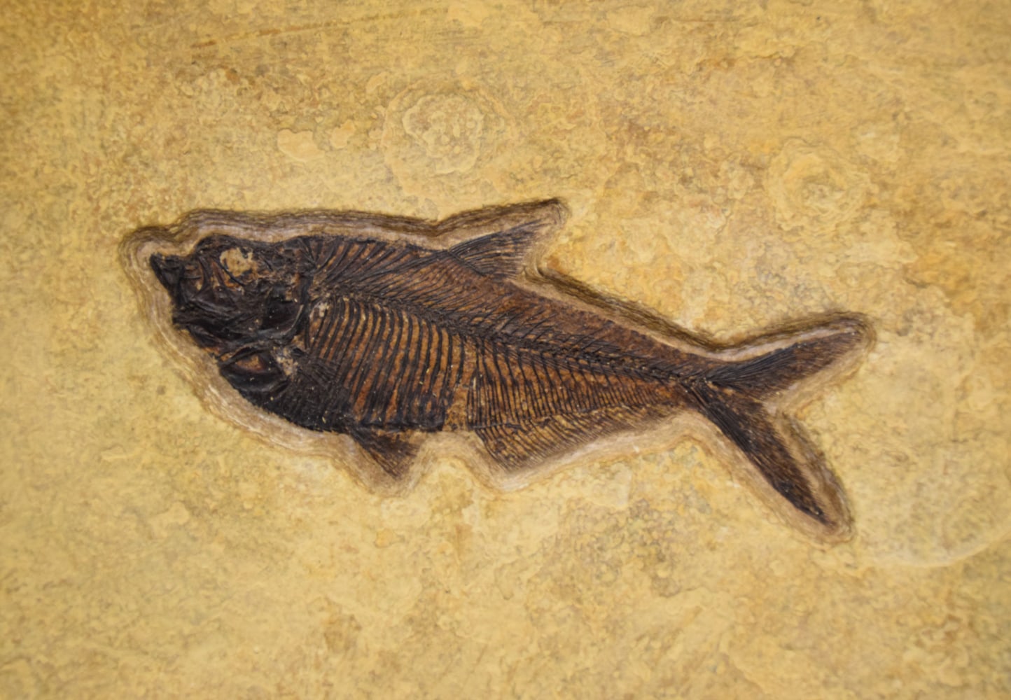 Fossil Fish Mural 8701cm (SOLD)
