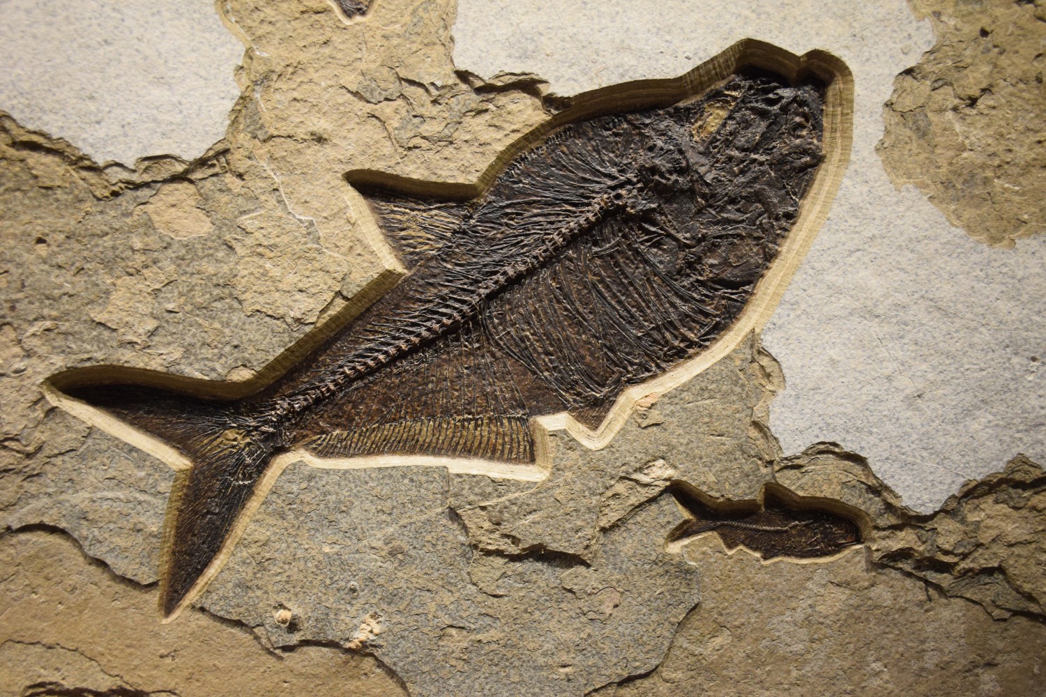 Fossil Fish Mural 0005am - A horizontal Accent-sized fossil fish mural ...