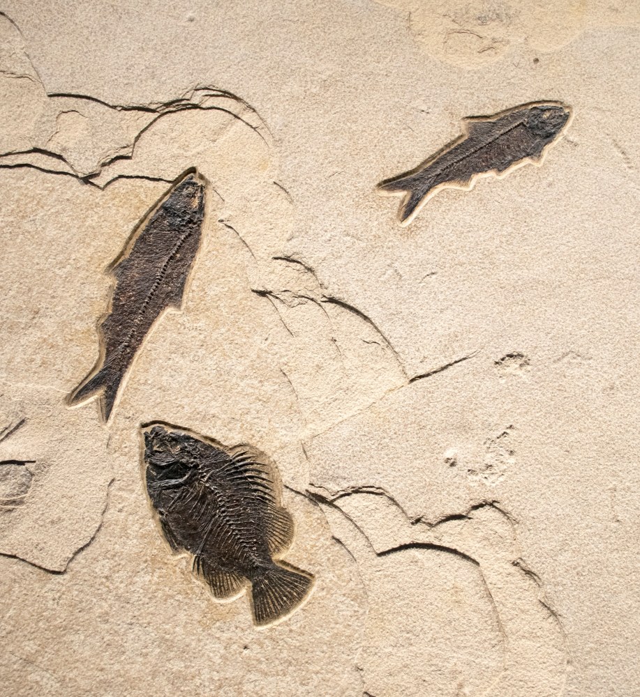 Fossil Mural 4005cm (SOLD)