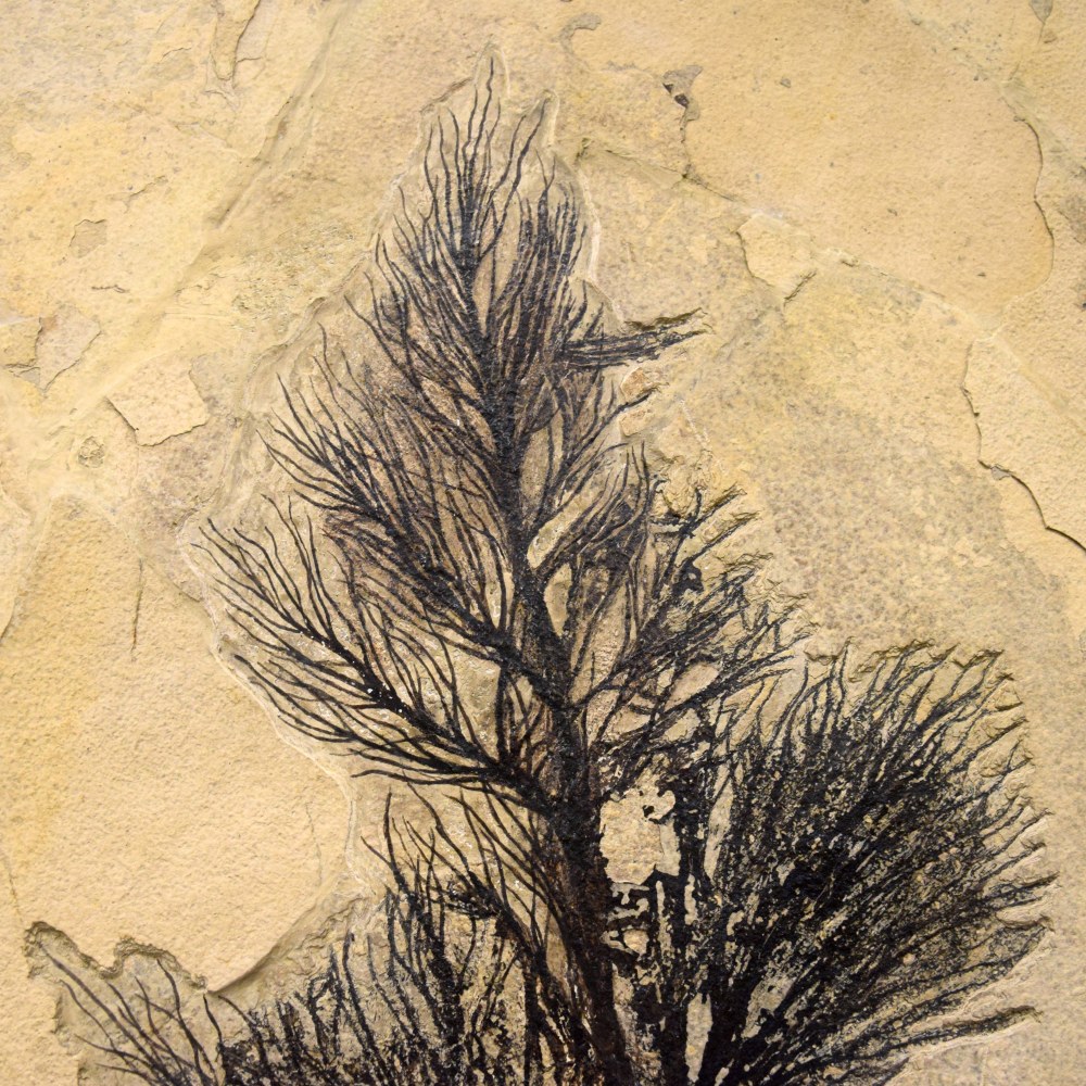 Fossil Palm Flower 2003gm