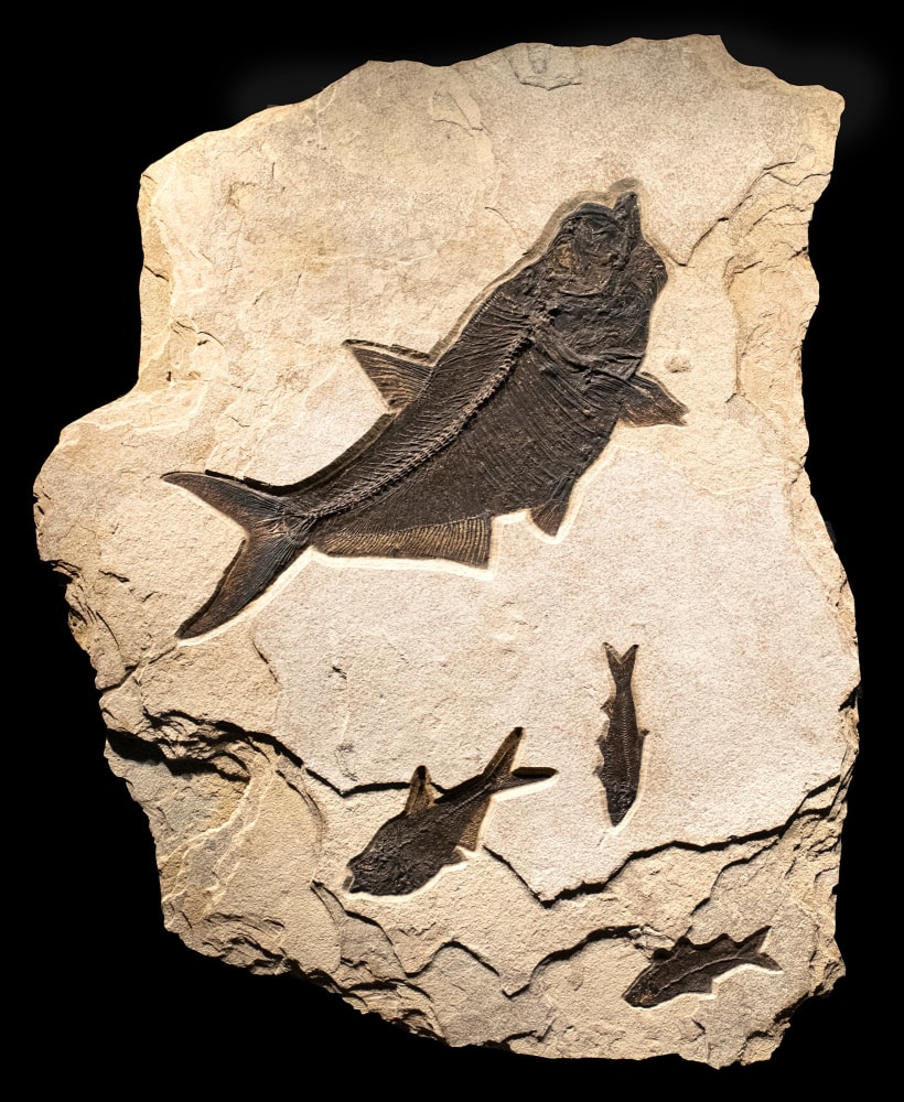 Fossil Fish Mural 7426am (SOLD)