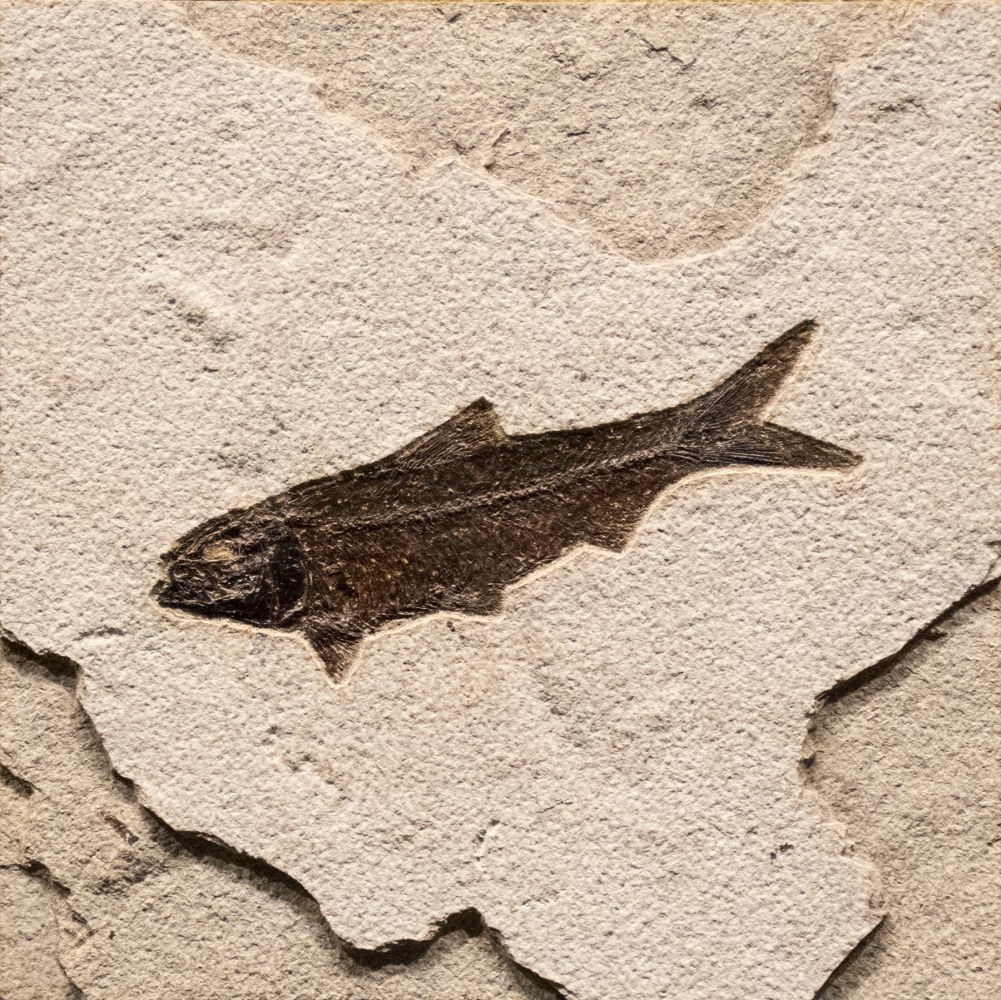 8&amp;quot; x 8&amp;quot; Natural Tile with a Knightia eocaena