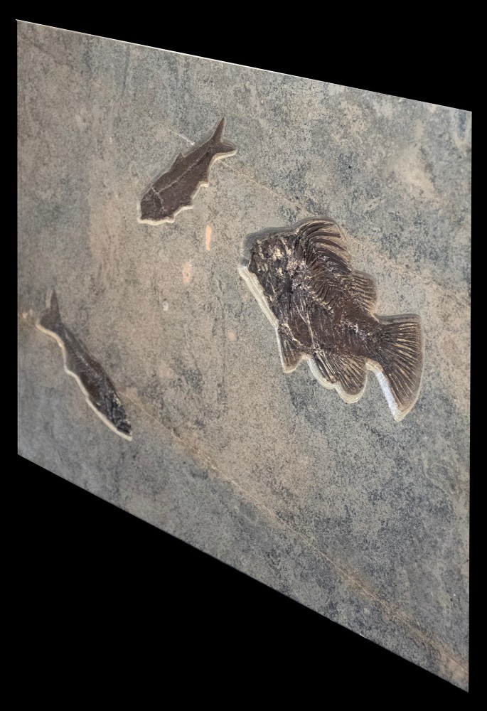 Fossil Fish Mural 2803mm (SOLD)