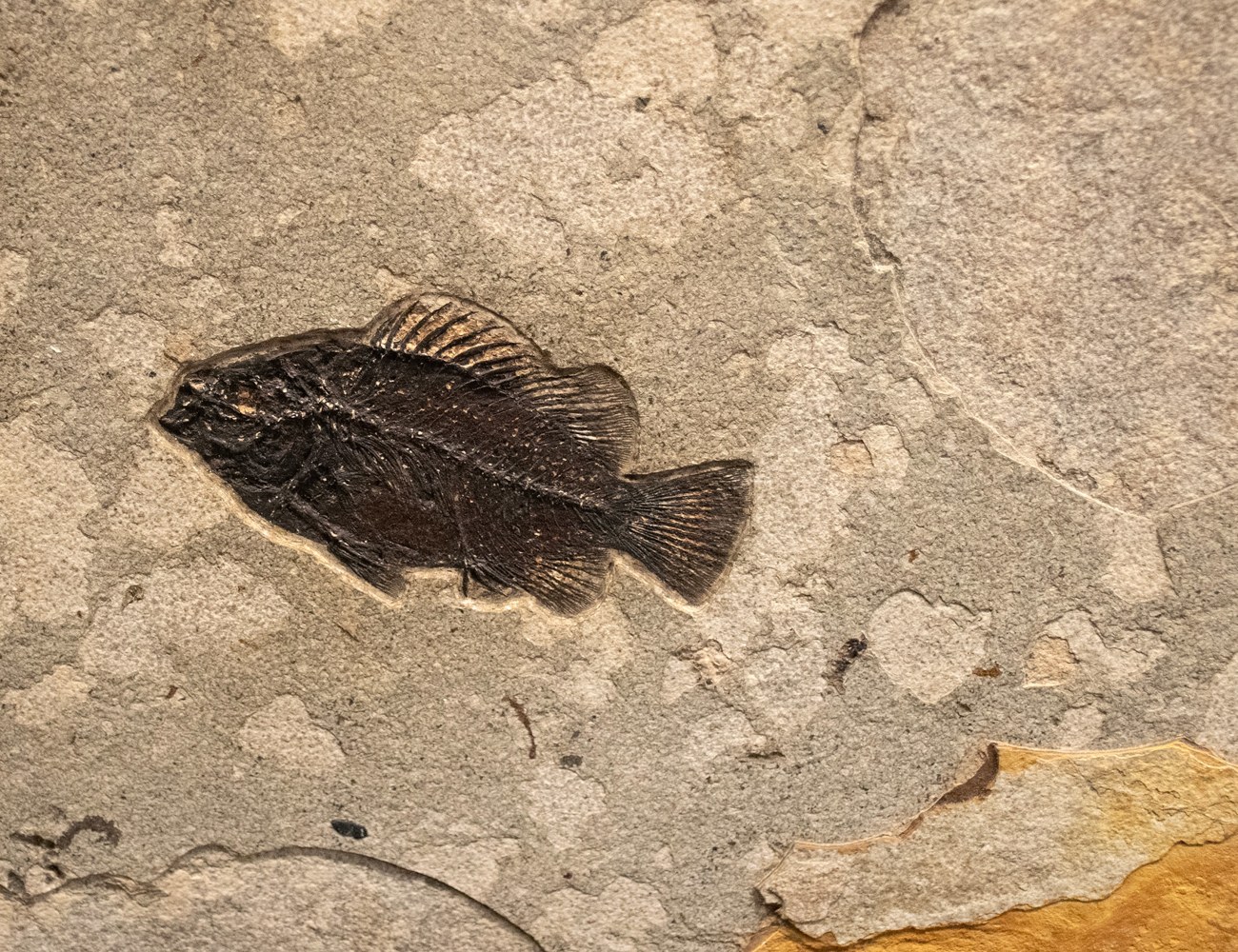 Cockerellites liops