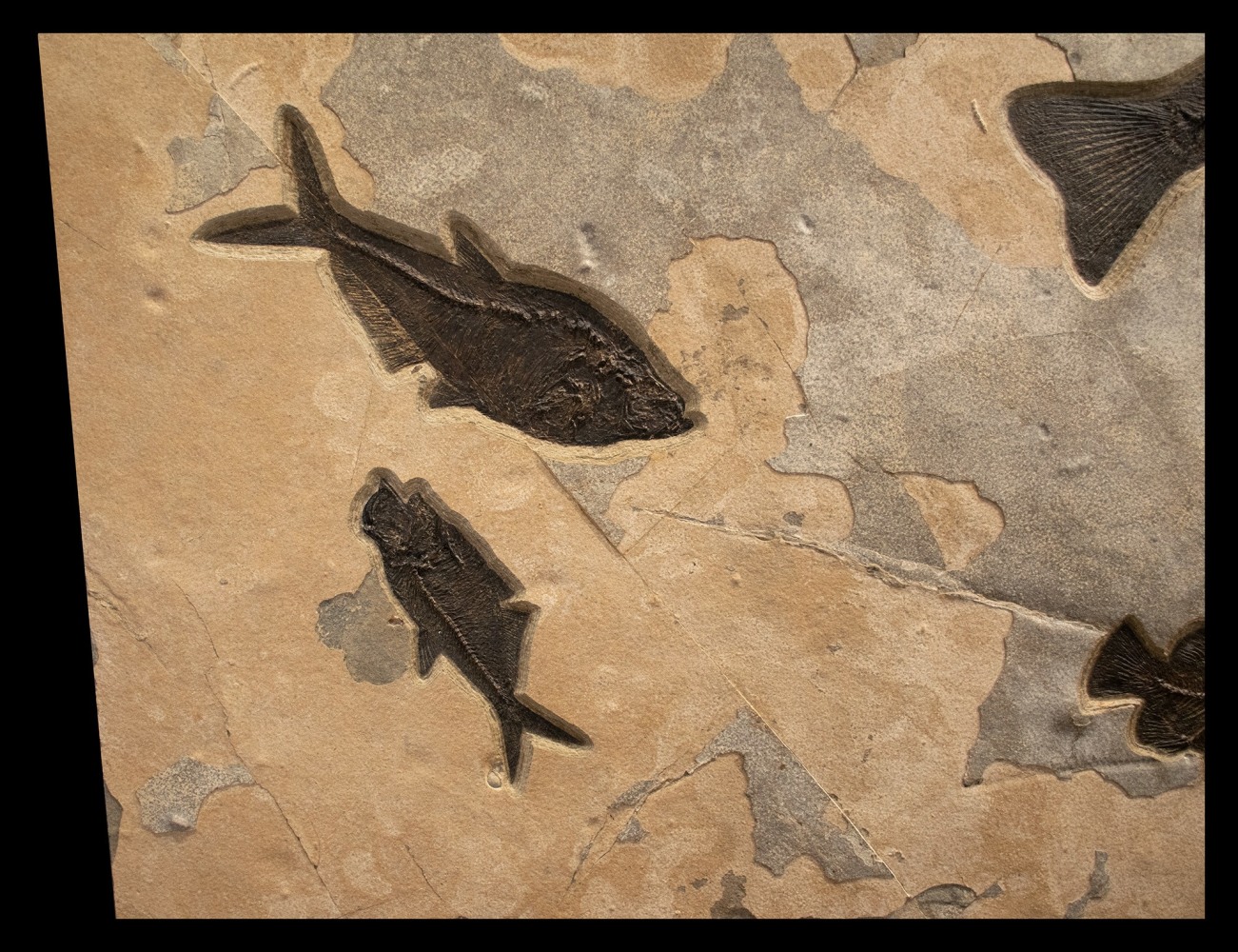 Fossil Fish Mural 8003cm (SOLD)